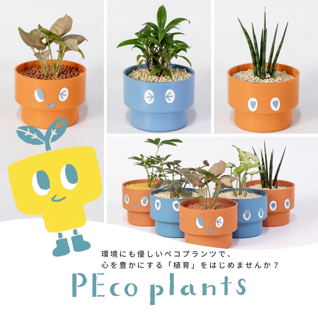 【ガジュマル】PEco plants