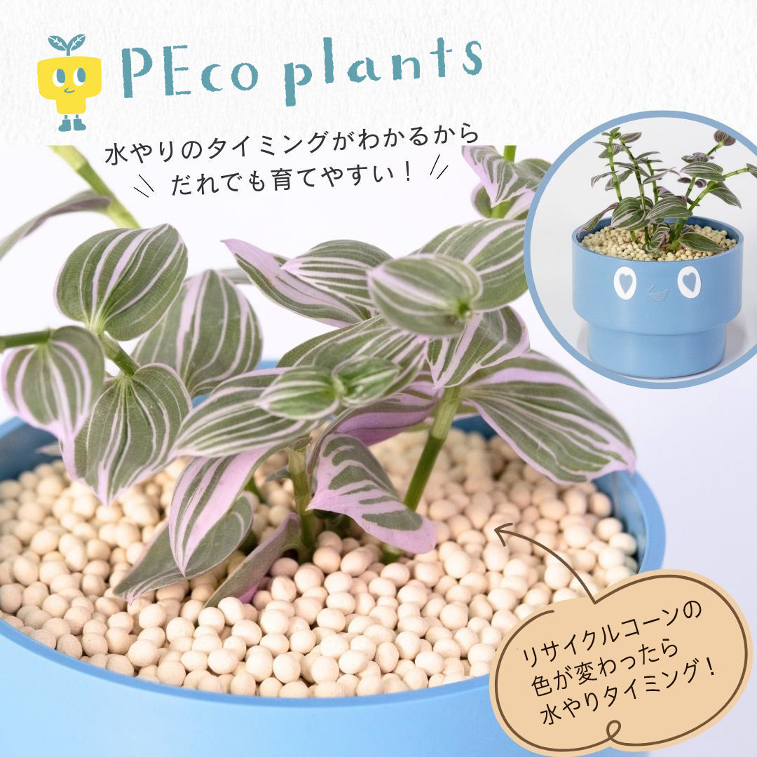 【エントリー】PEco plants