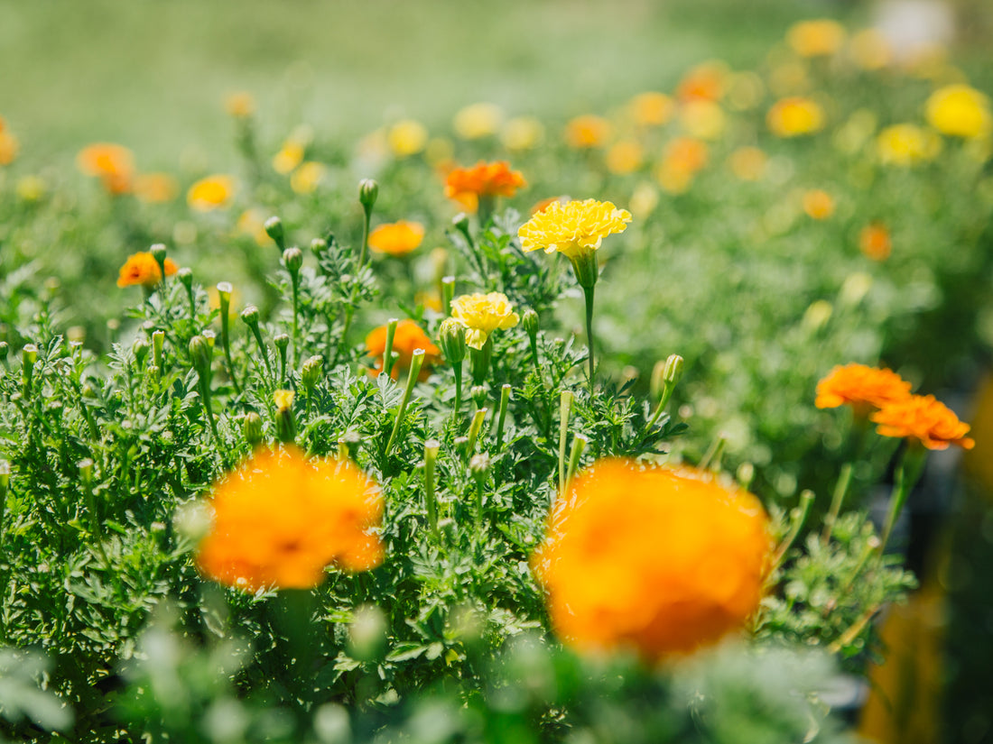 土にこだわることからはじめて、植物との暮らしをもっと豊かに。