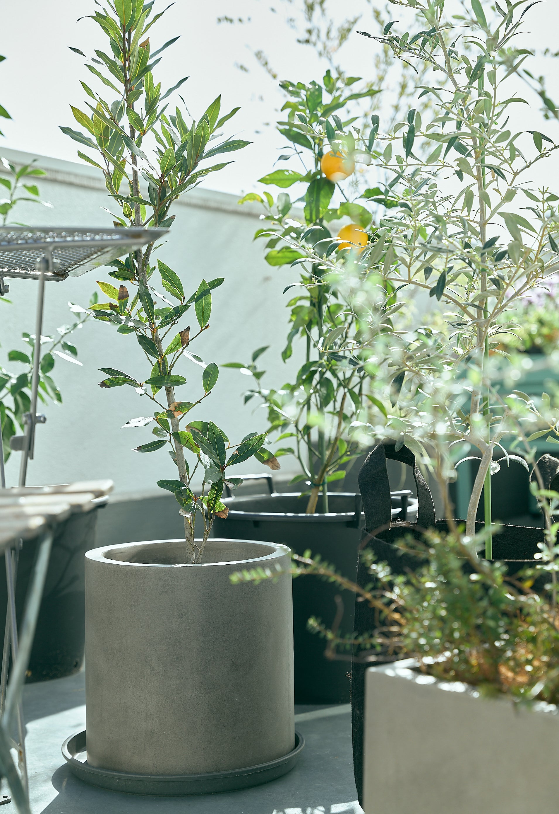 コレクション – 7plants