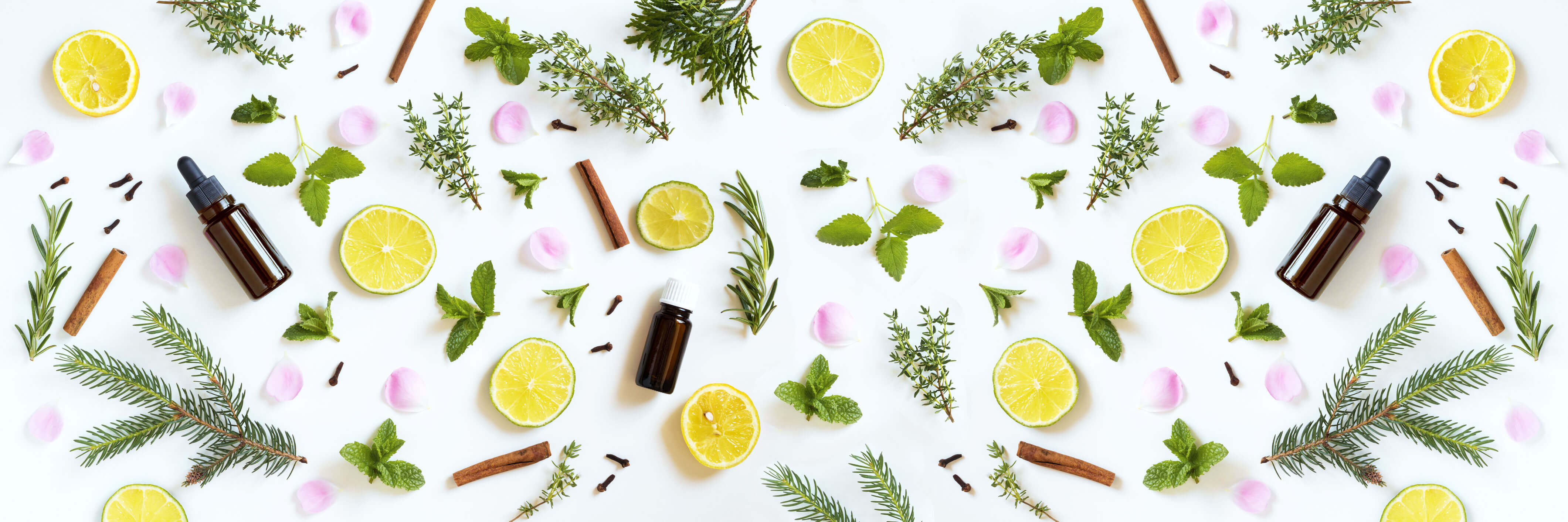 plants様 リクエスト 4点 まとめ商品 Leafy Tales Set of 4 Not Easy to Kill Plants Combo- Jade, Green