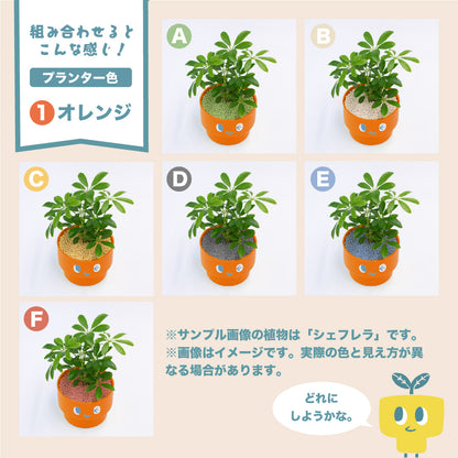 PEco plantsオススメ植物3点セット_ガジュマル・フィカス・ドラセナ