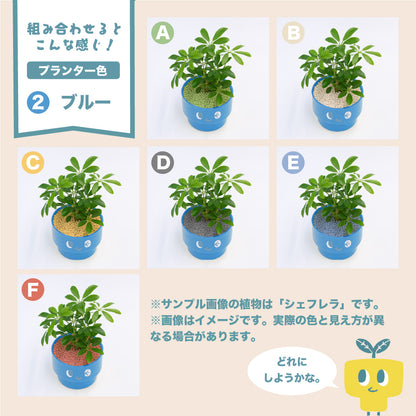 PEco plantsオススメ植物2点セット_ガジュマル・サンセベリア