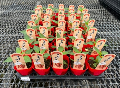 植物と「食」を楽しむワークショップ｜魅惑の和ハーブと「唐辛子」で作る自家製ラー油と七味
