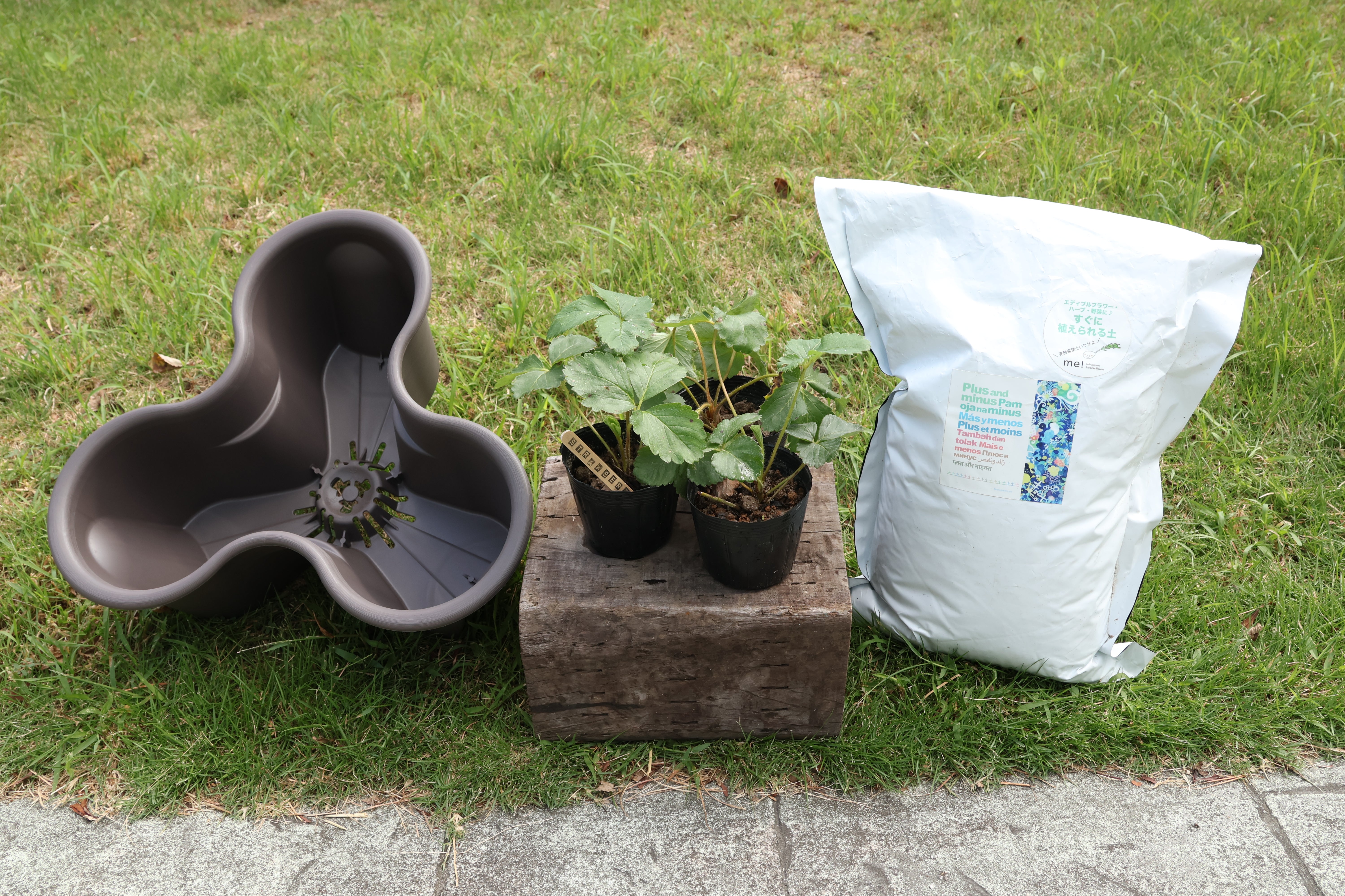ベランダいちご栽培セット – 7plants