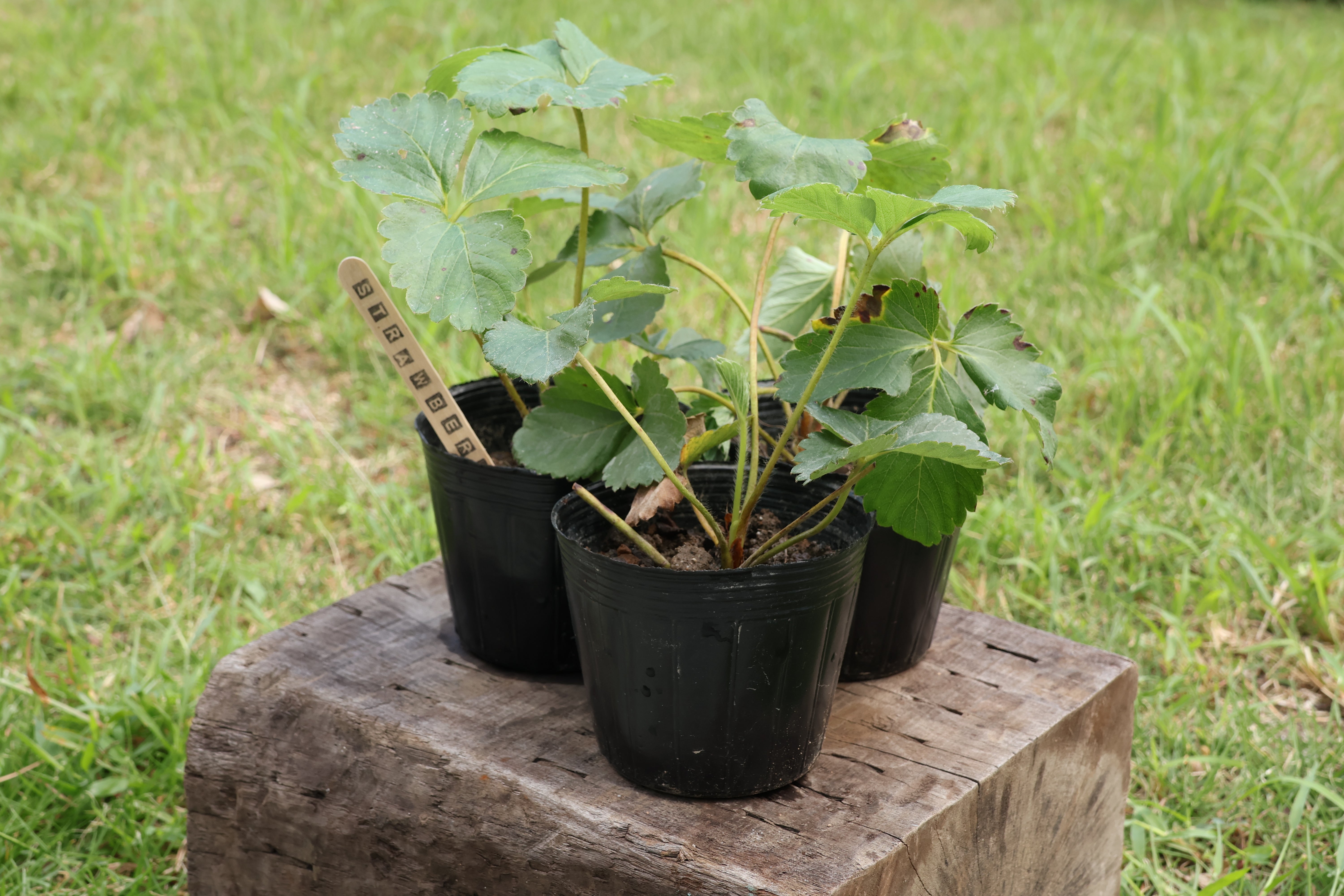 ベランダいちご栽培セット – 7plants