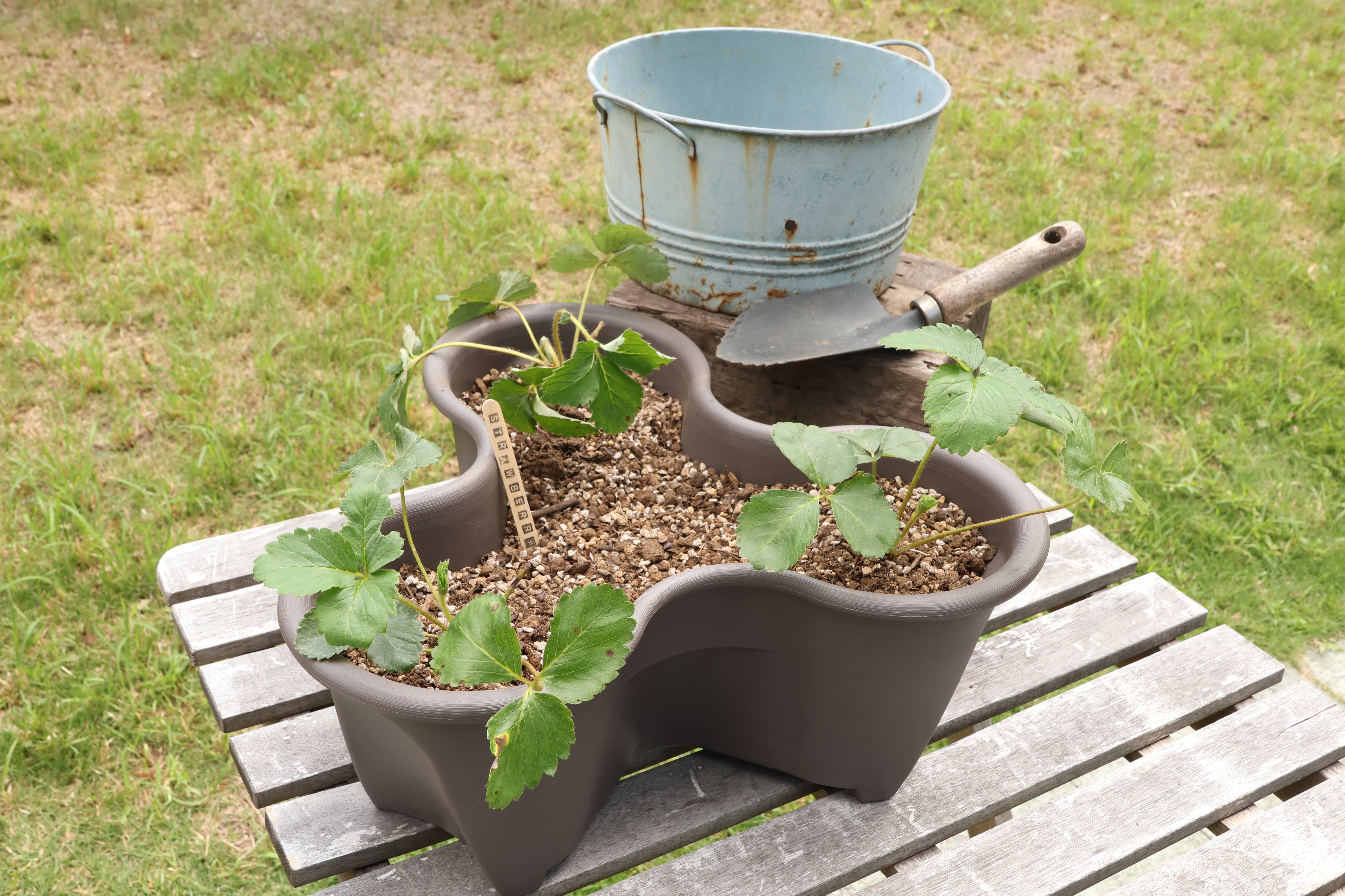 ベランダいちご栽培セット – 7plants