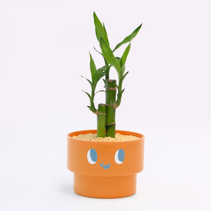 【エントリー】PEco plants