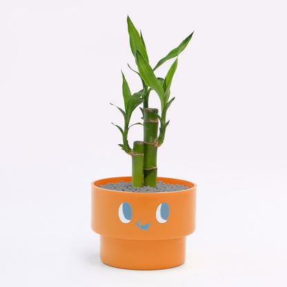 【エントリー】PEco plants