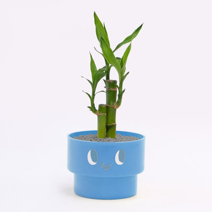 【エントリー】PEco plants