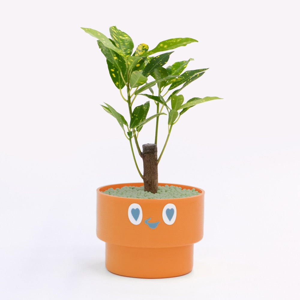 【ベーシック】PEco plants