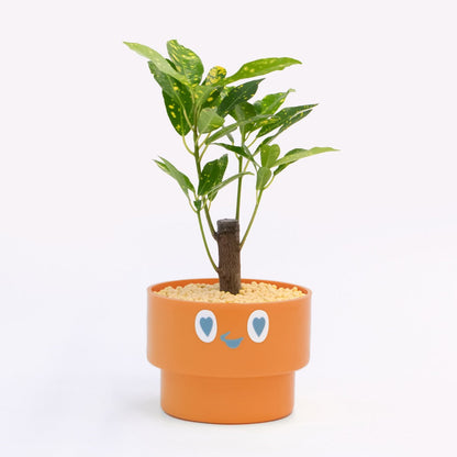 【ベーシック】PEco plants