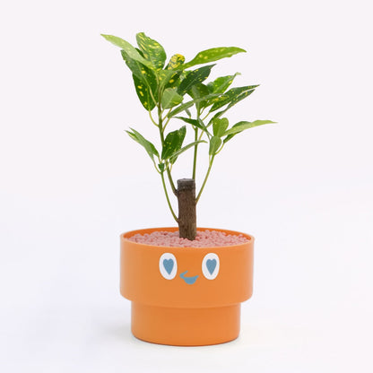 【ベーシック】PEco plants