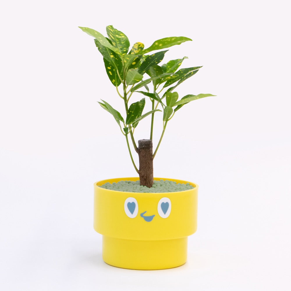 【ベーシック】PEco plants