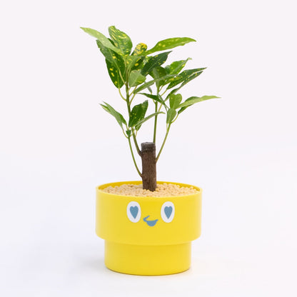 【ベーシック】PEco plants