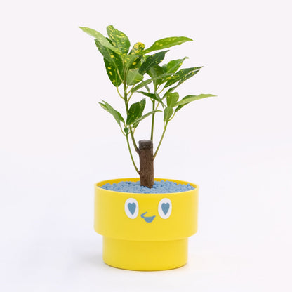 【ベーシック】PEco plants