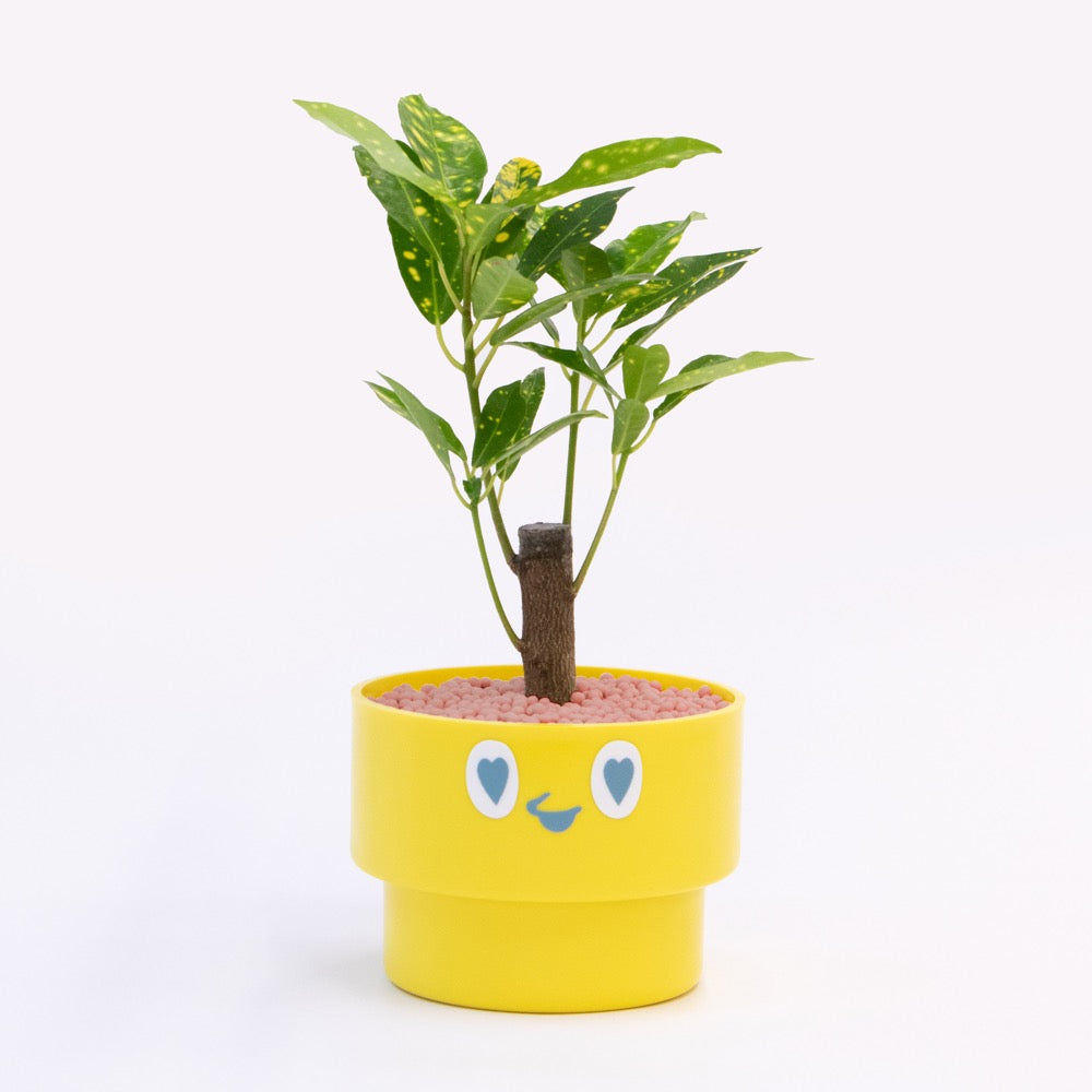 【ベーシック】PEco plants