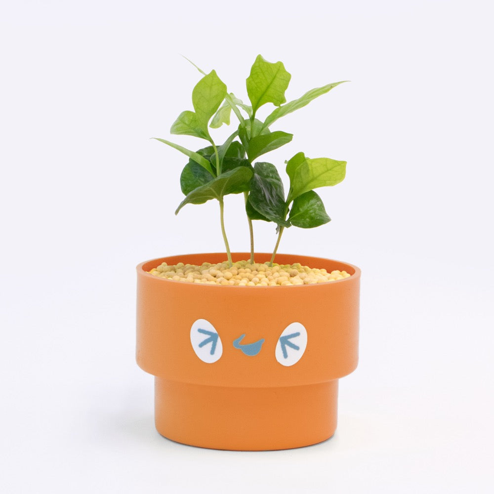 【ベーシック】PEco plants
