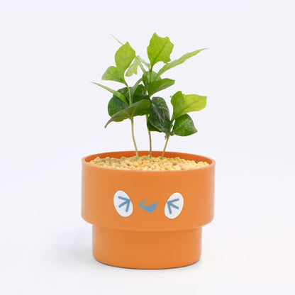 【ベーシック】PEco plants
