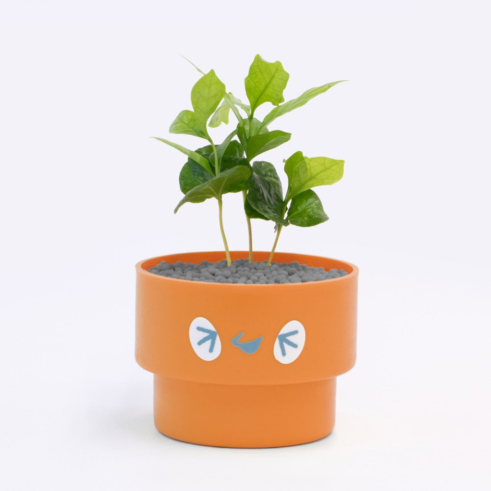 【ベーシック】PEco plants