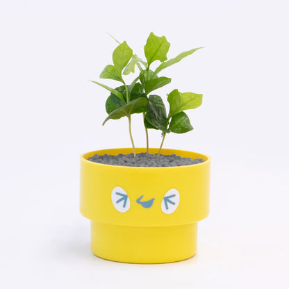【ベーシック】PEco plants