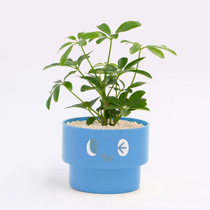 【エントリー】PEco plants