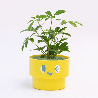 【エントリー】PEco plants