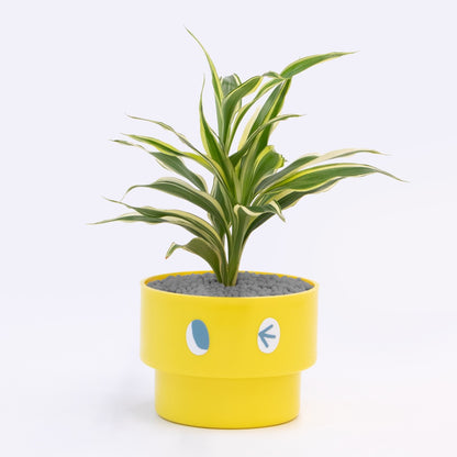 【エントリー】PEco plants