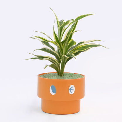 【エントリー】PEco plants