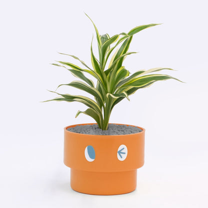 【エントリー】PEco plants