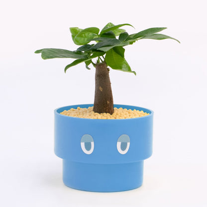 【エントリー】PEco plants