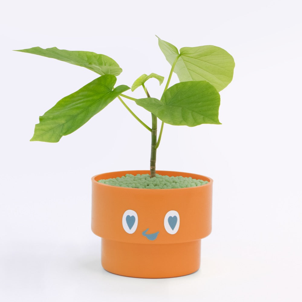【ベーシック】PEco plants