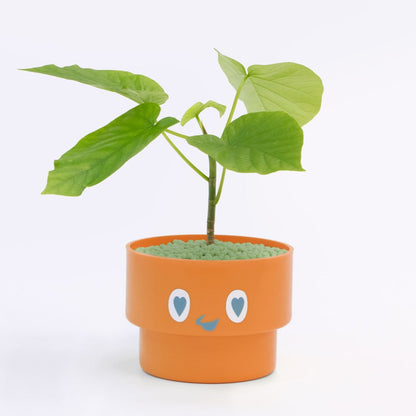 【ベーシック】PEco plants