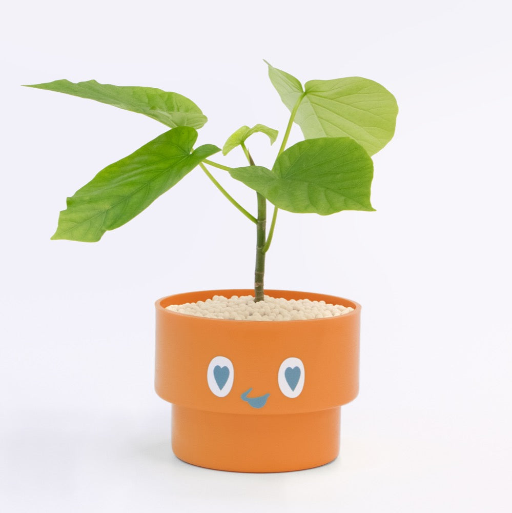 【ベーシック】PEco plants