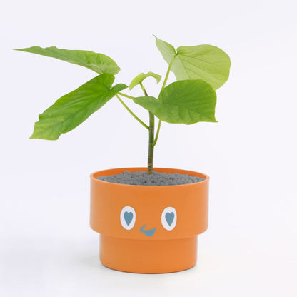 【ベーシック】PEco plants