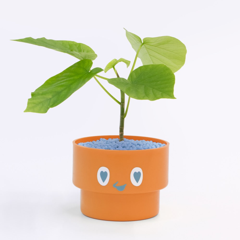【ベーシック】PEco plants