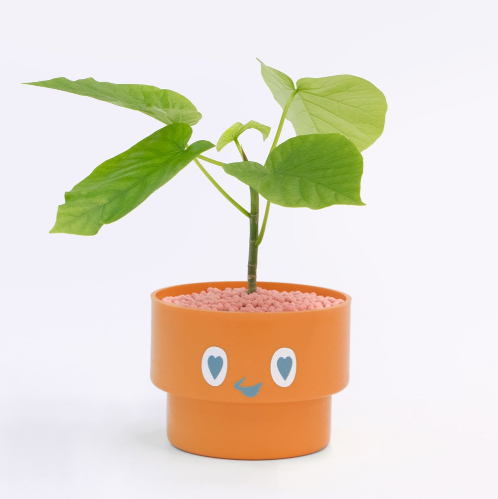 【ベーシック】PEco plants