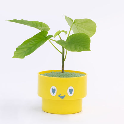 【ベーシック】PEco plants