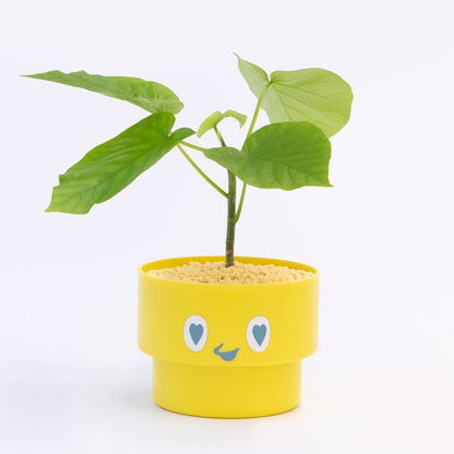 【ベーシック】PEco plants