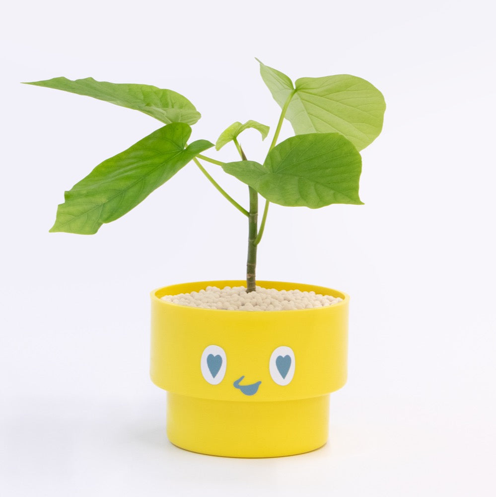 【ベーシック】PEco plants
