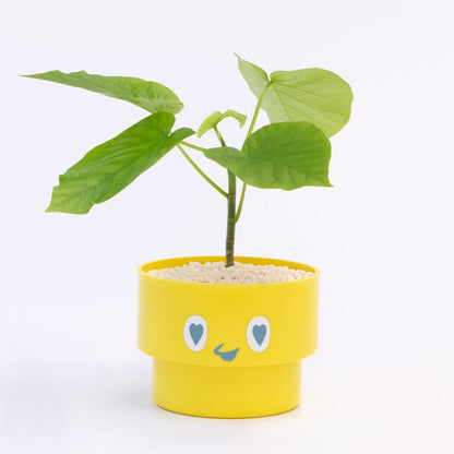 【ベーシック】PEco plants