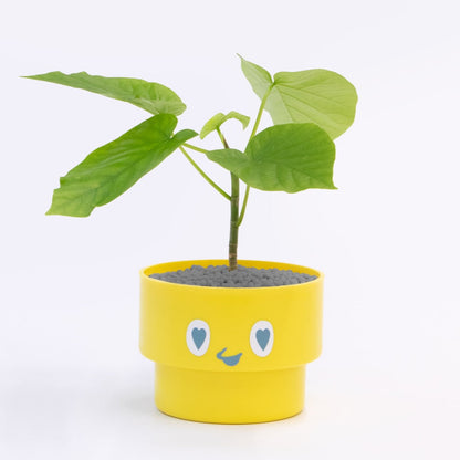 【ベーシック】PEco plants