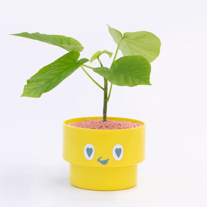 【ベーシック】PEco plants
