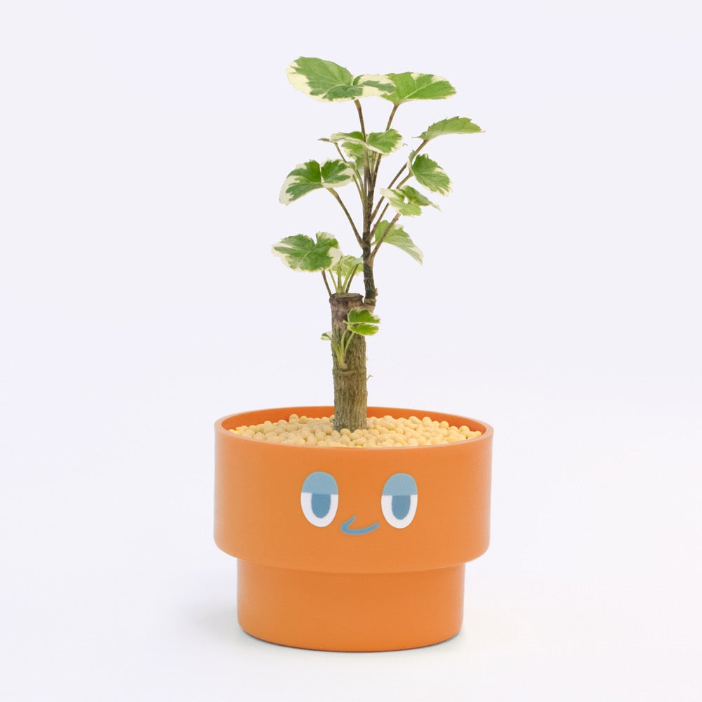 【ベーシック】PEco plants