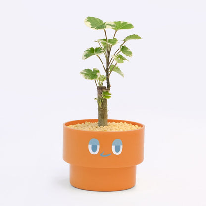 【ベーシック】PEco plants