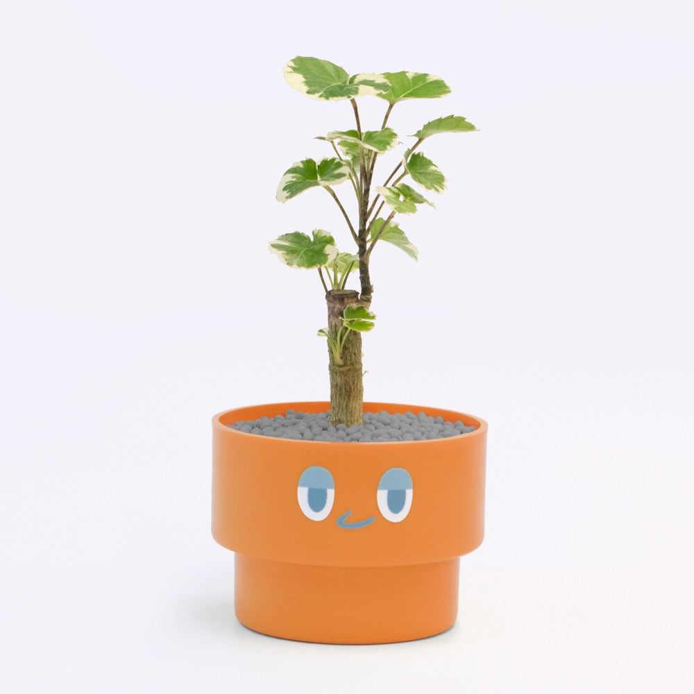 【ベーシック】PEco plants