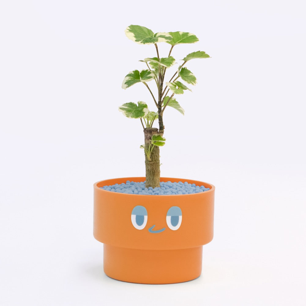 【ベーシック】PEco plants