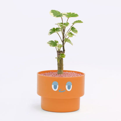 【ベーシック】PEco plants