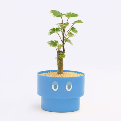 【ベーシック】PEco plants