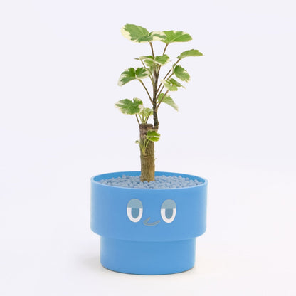 【ベーシック】PEco plants